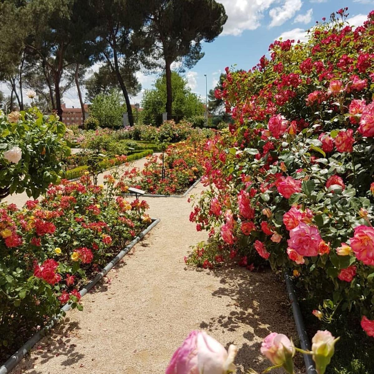 La Rosaleda del Parque del Oeste