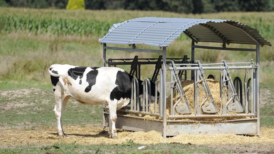 El precio de la leche cruda vuelve a subir tras seis meses de caídas