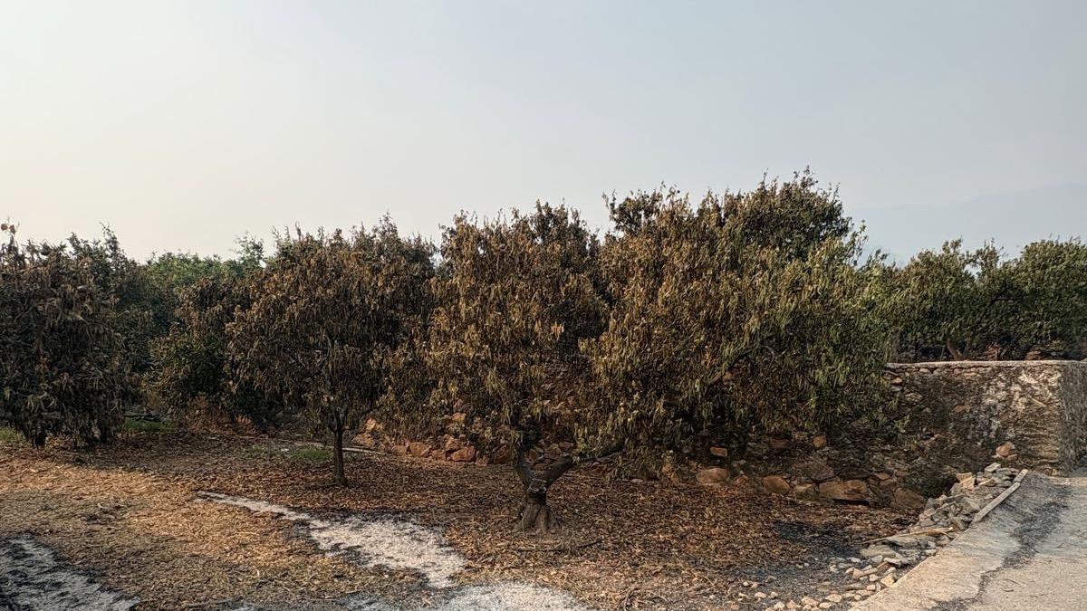 Los campos arrasados tras el incendio.