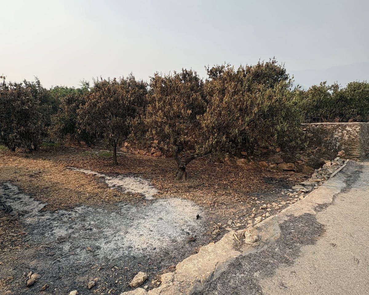 Los campos arrasados tras el incendio.