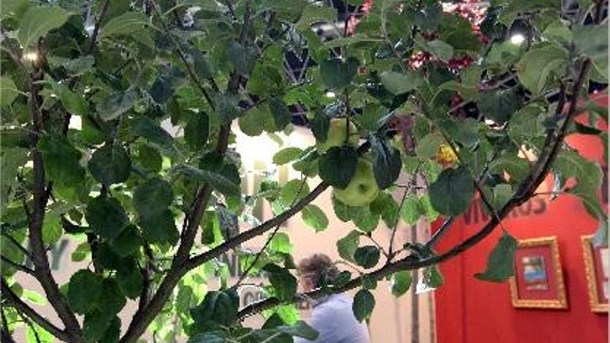 Un manzano de reducidas dimensiones para cultivar en pequeños espacios, ayer.