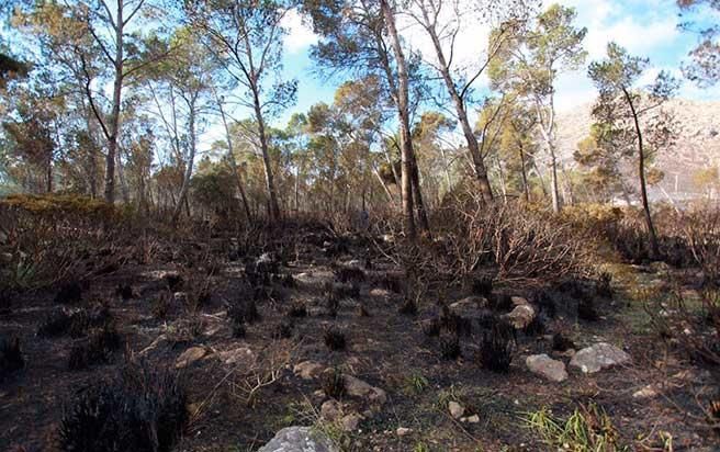 Pollença nach dem Waldbrand