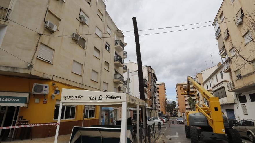 Xàtiva tala la palmera monumental de l&#039;Hort de l&#039;Almúnia por el riesgo de caída