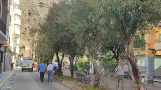 Arrancan las obras de renovación del paseo Calvo Sotelo de Orihuela