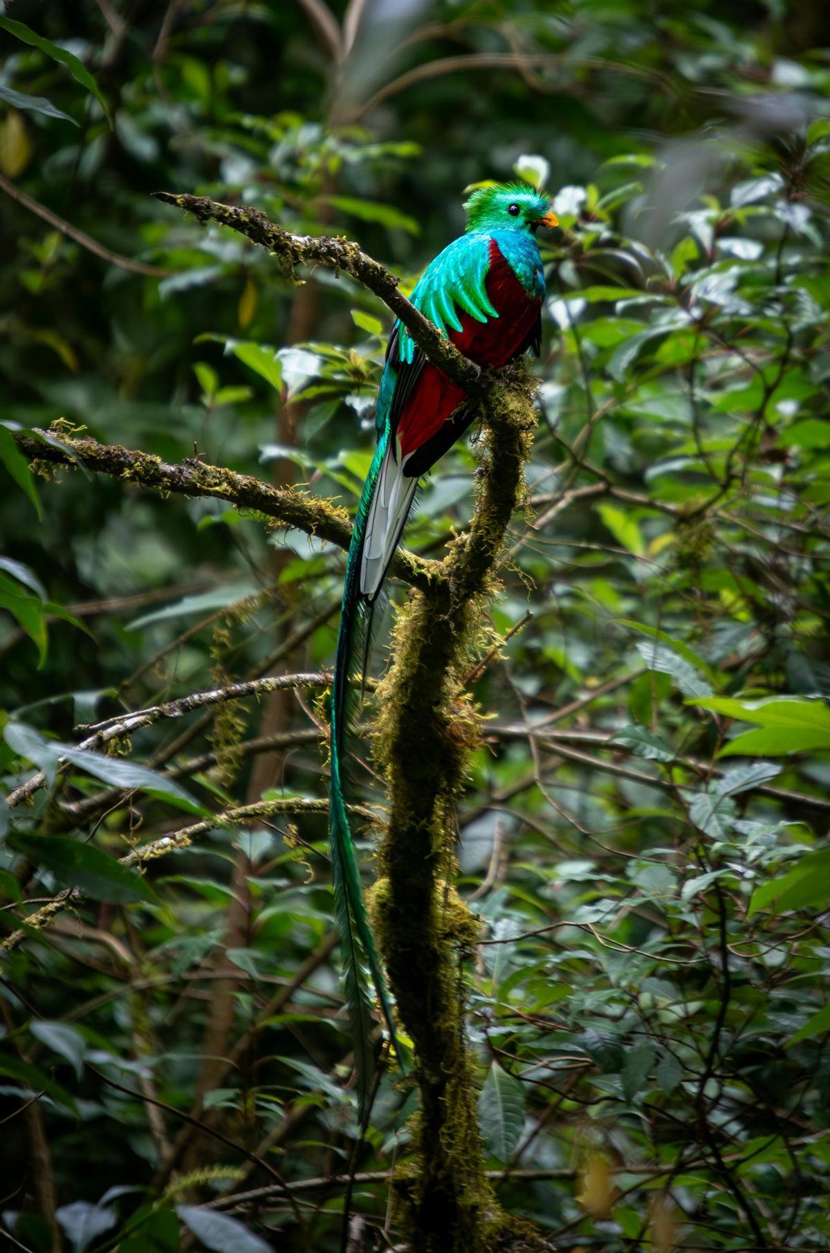 Un quetzal en su hábitat natural