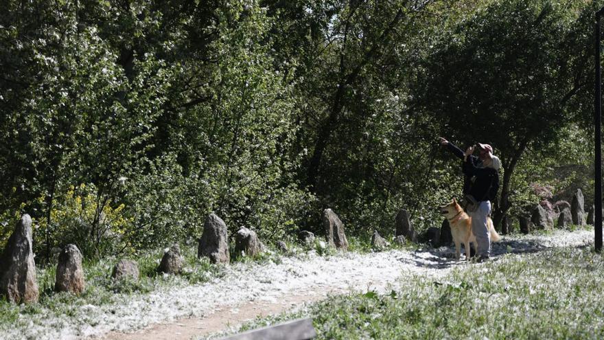 Las orillas del Duero, «nevadas» con las semillas de chopo estos días.