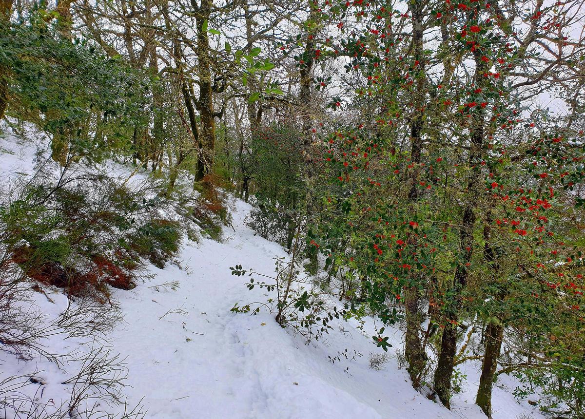Folgoso do Courel/Caurel (Comarca de Quiroga, Sierra del Courel, Lugo). Ruta circular por la Devesa da Rogueira