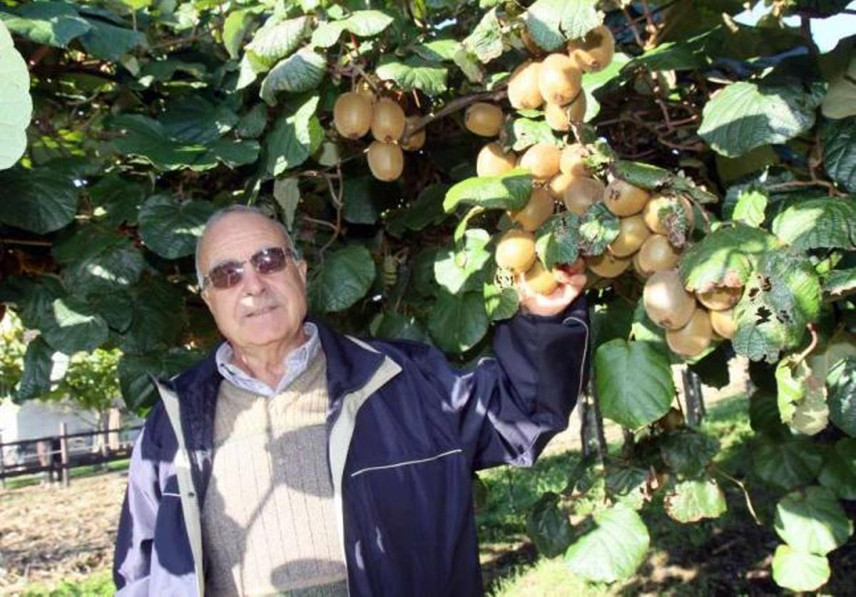El kiwi de O Salnés se hace mayor de edad