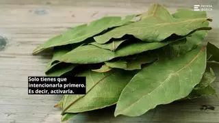 Una hoja de laurel en la carcasa del móvil: el truco que hace cada vez más gente