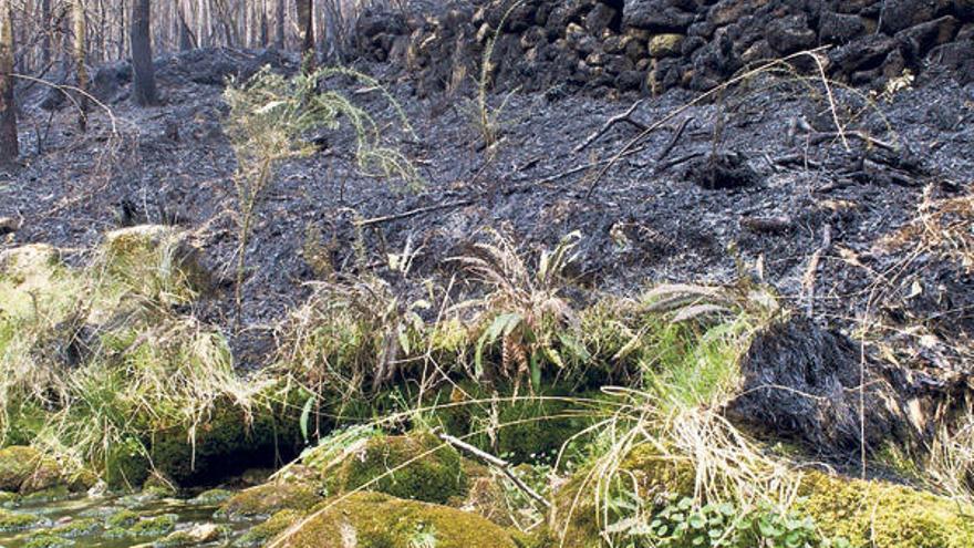 Medio Rural refuerza las unidades antiincendios con 70 brigadistas