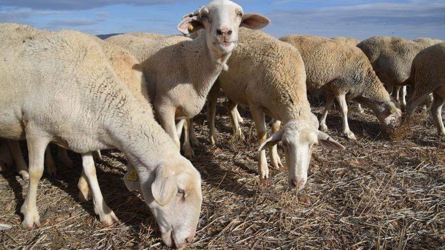 Un rebaño de ovejas es captado mientras se alimenta de paja