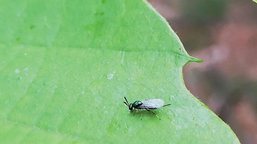 Avispilla del castaño posada en una hoja.