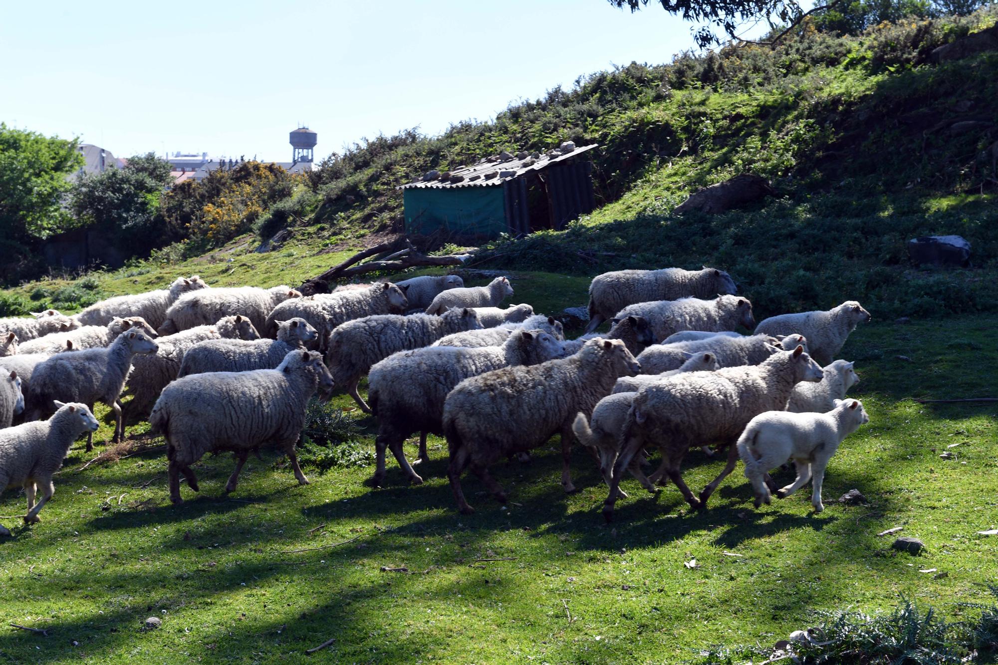 Luis Maceira y sus animales