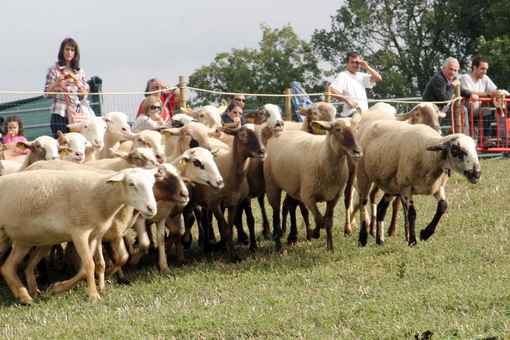 Concurs de gossos d''atura de Castellterçol