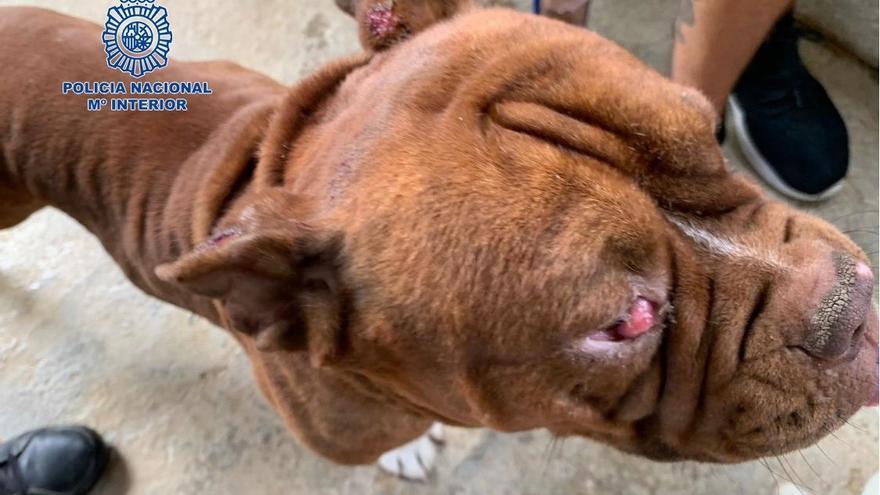 Liberan a 140 perros maltratados en dos criaderos ilegales en Mijas y Fuengirola