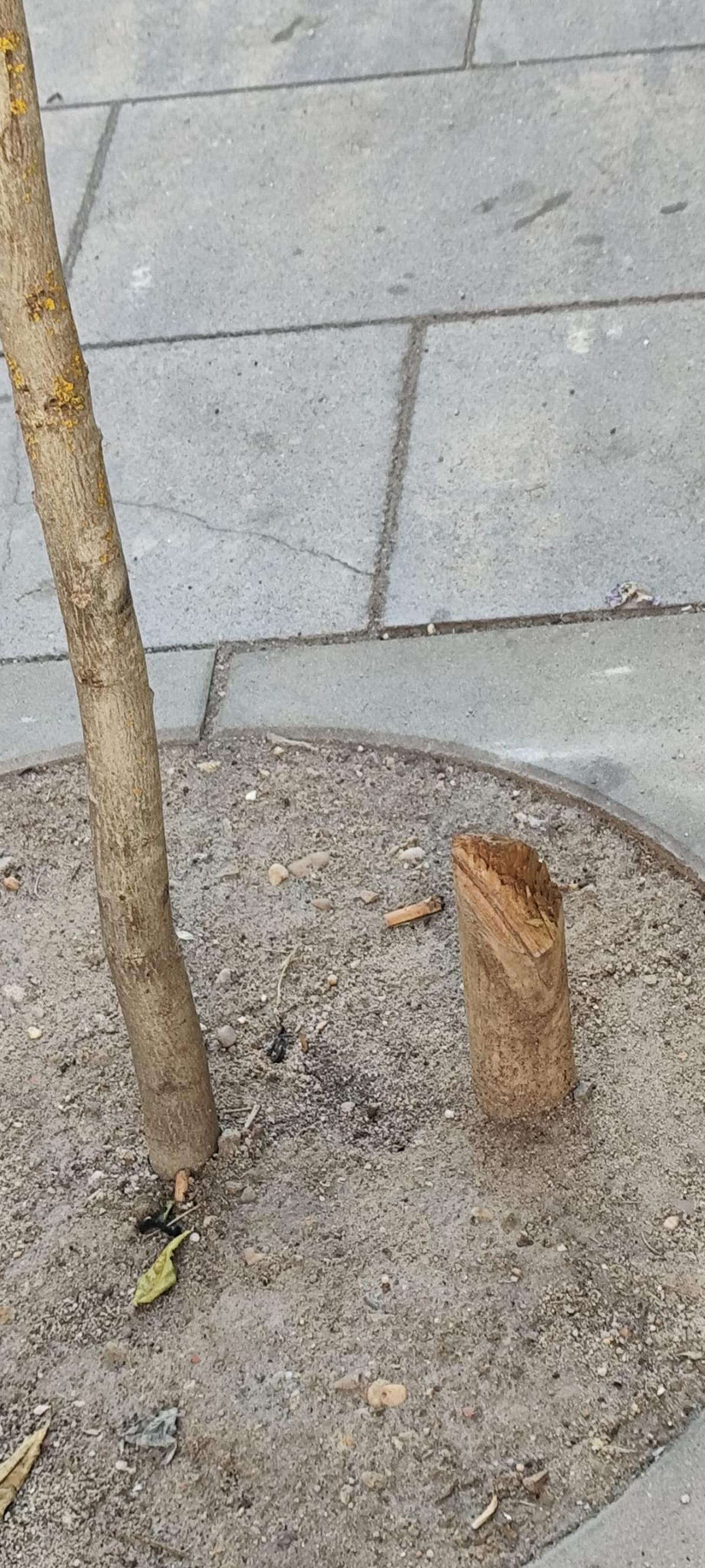 Tocón de madera.