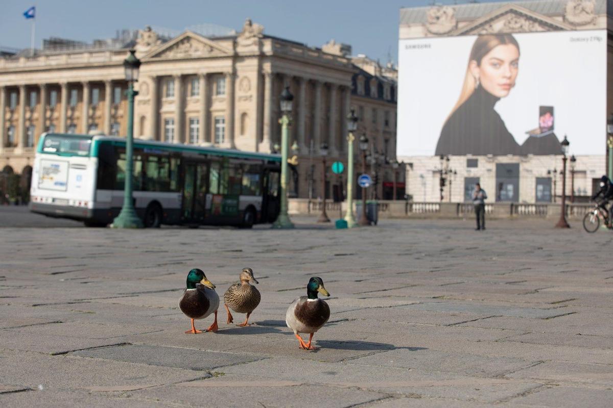 Patos en la Plaza de la Concordia en París