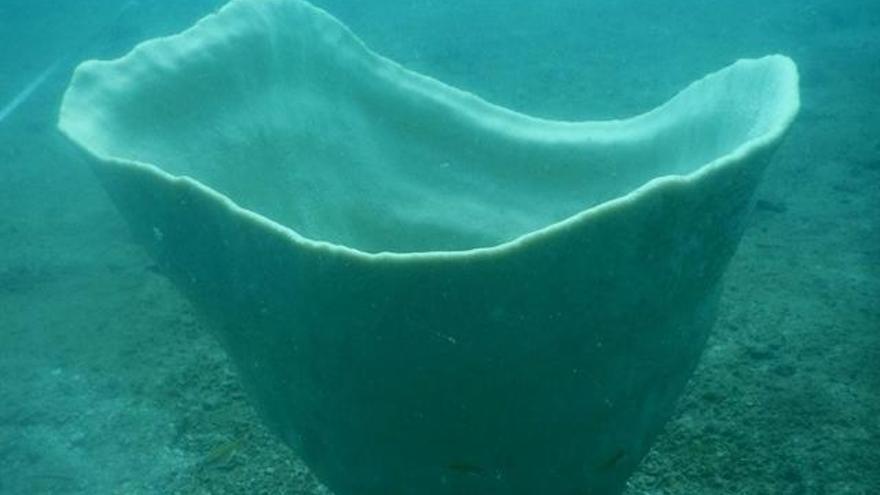 Esponja marina gigante descubierta en Camboya.