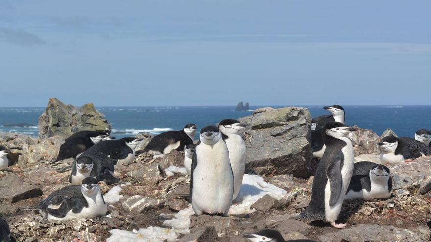 Los pingüinos barbijo tienen patrones de sueño insólitos en la naturaleza
