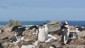 Los pinguinos barbijo duermen miles de veces al dia durante segundos.