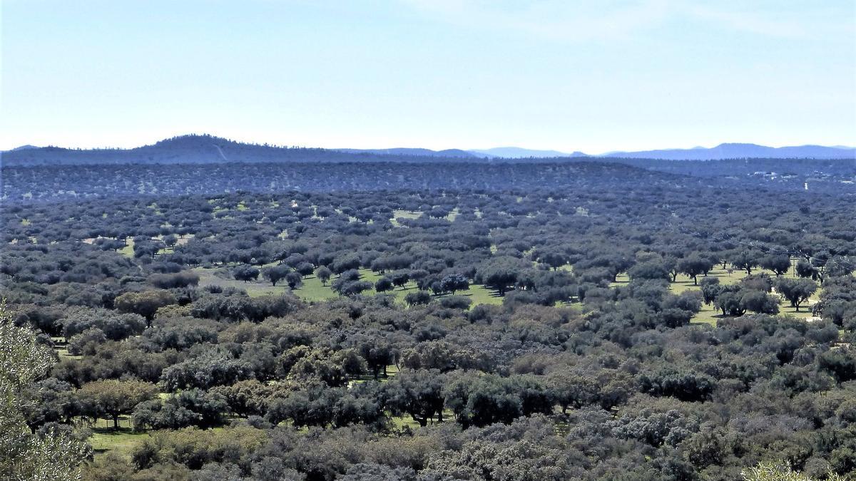 El bosque mediterráneo, ecosistema del mes, mes de la encina