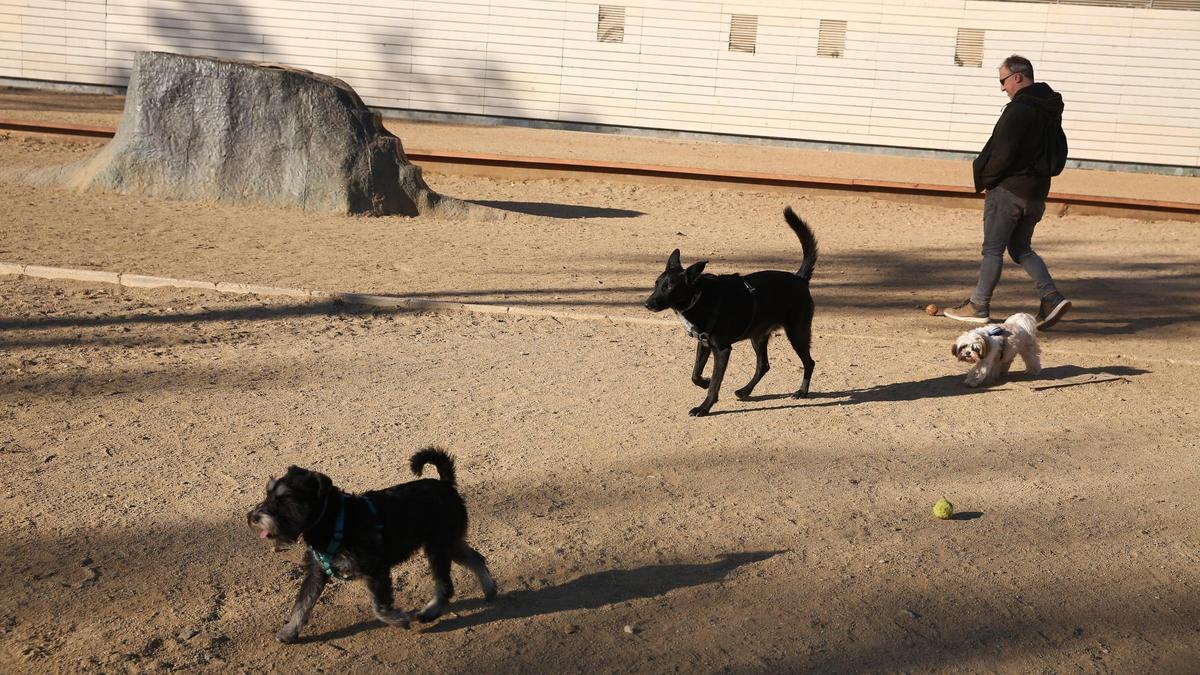Prohibición de pasear a los perros sin correa en Barcelona