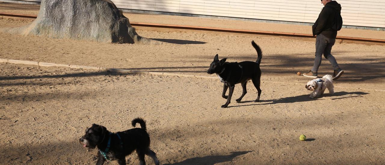 Prohibición de pasear a los perros sin correa en Barcelona