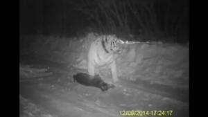 Kuzia, el tigre alliberat per Putin, devorant un gos a la Xina.