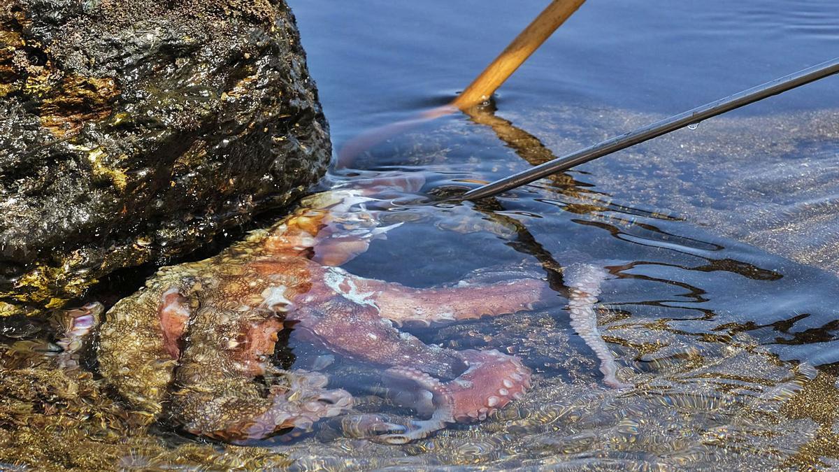 Mal día para ser pulpo, ayer, en La Bajilla de San Andrés. | | ANDRÉS CRUZ