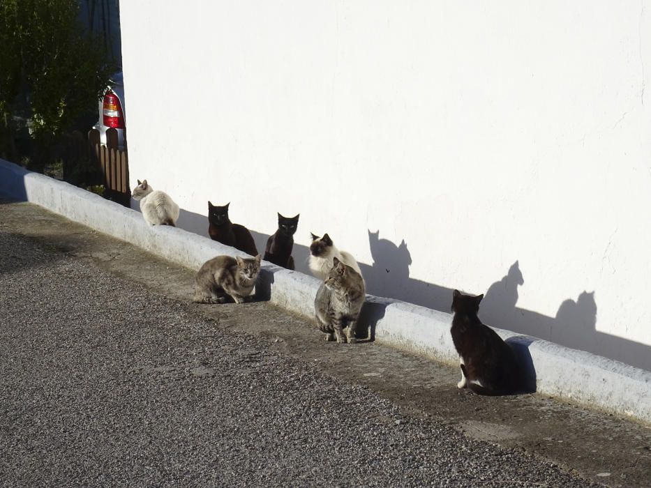 Prenent el sol. Després de tants dies plujosos i emboirats, ve de gust pendre el sol.