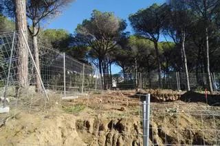 L'Ajuntament de Palamós atura les obres a la pineda de La Fosca i sanciona la propietat per haver talat massa arbres