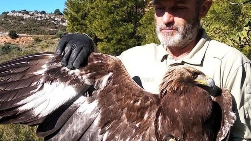 Rescatan a una águila real herida en Torreblanca