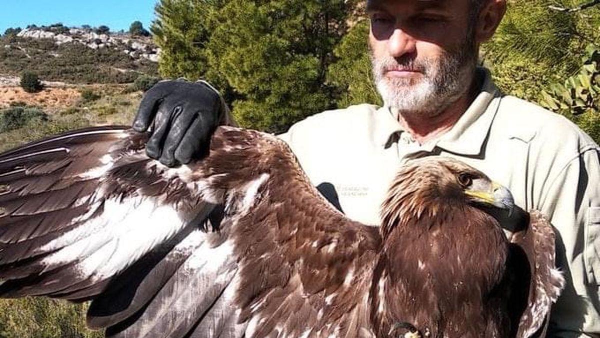 Ejemplar de águila real rescatada en Torreblanca.