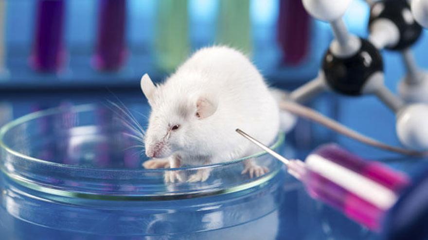 Hombres y ratones, mismos genes pero con distinta evolución