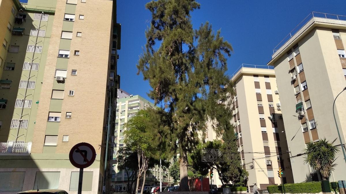 La casuarina de Nueva Málaga, asomada al Carril de Gamarra, es uno de los símbolos del barrio y uno de los ejemplares más notables de la provincia de Málaga.