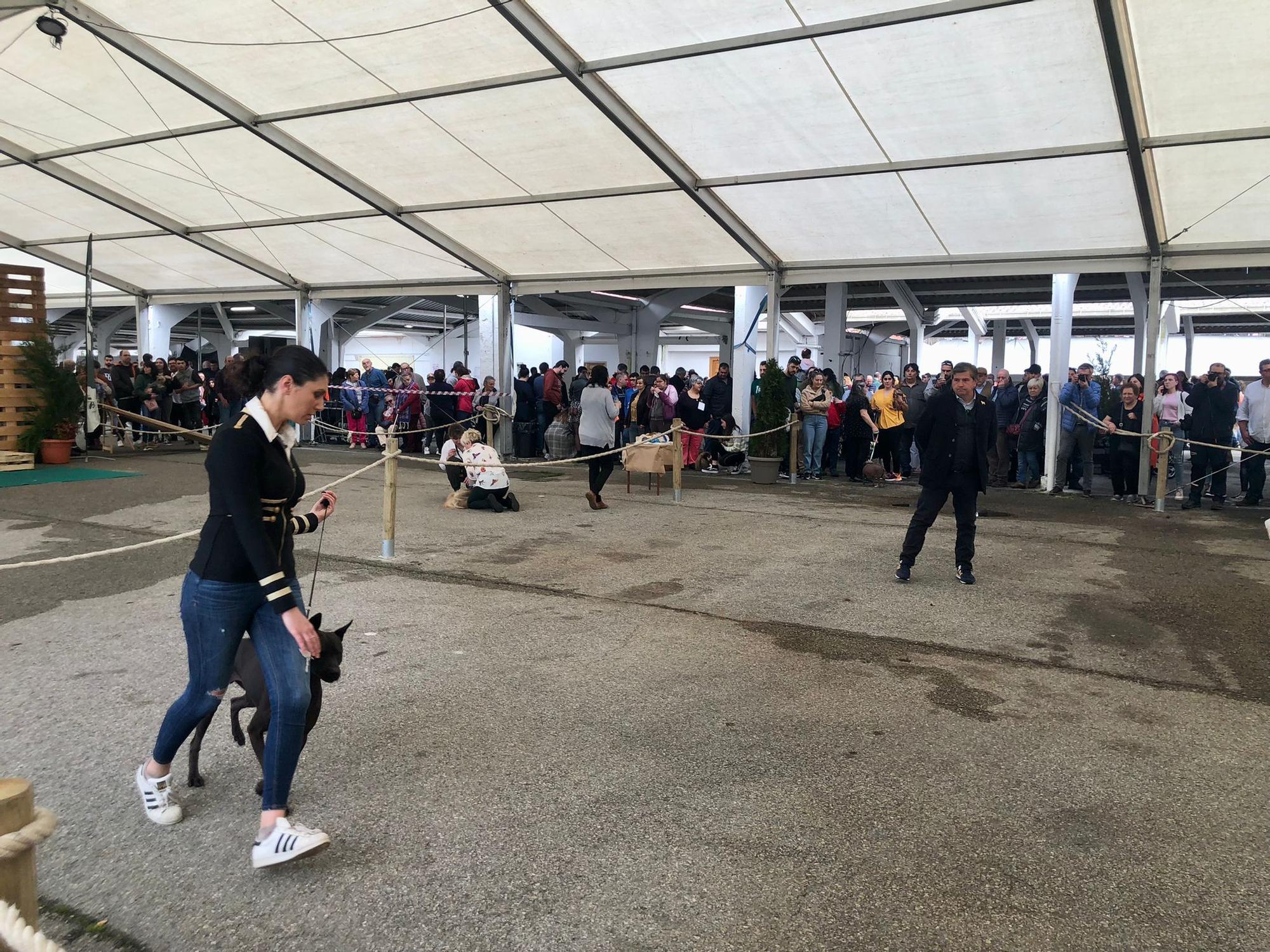 Éxito de público y animales en la 28ª Feria del Perro de Tineo