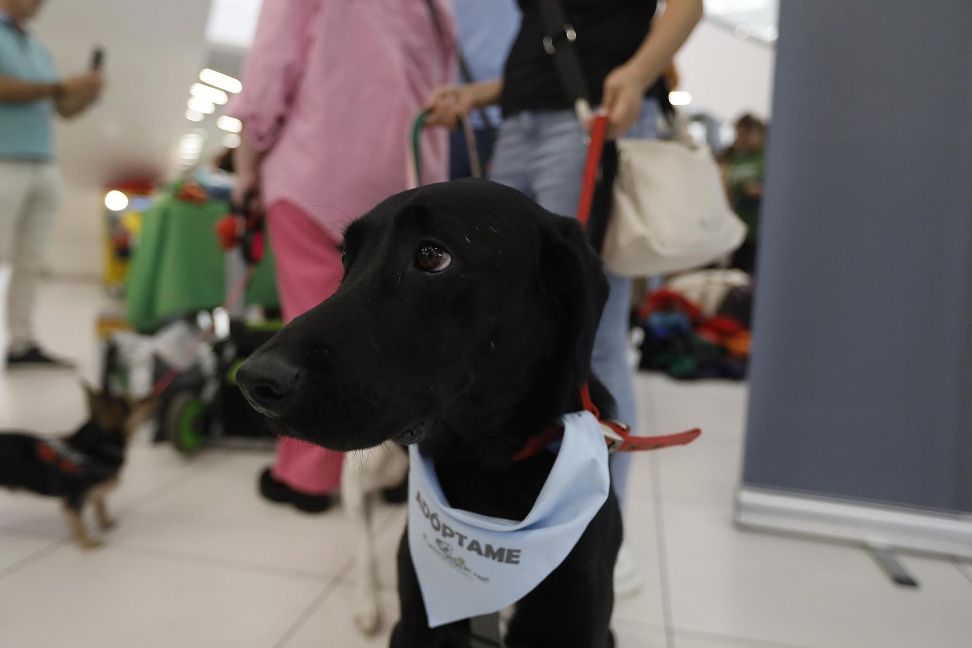 Las imágenes del desfile de perros en adopción en el Centro Comercial La Sierra