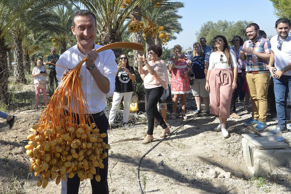 Arranca la temporada del dátil de Elche