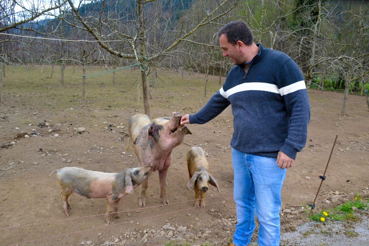 David Menéndez, con algunos de sus gochos de raza asturcelta.