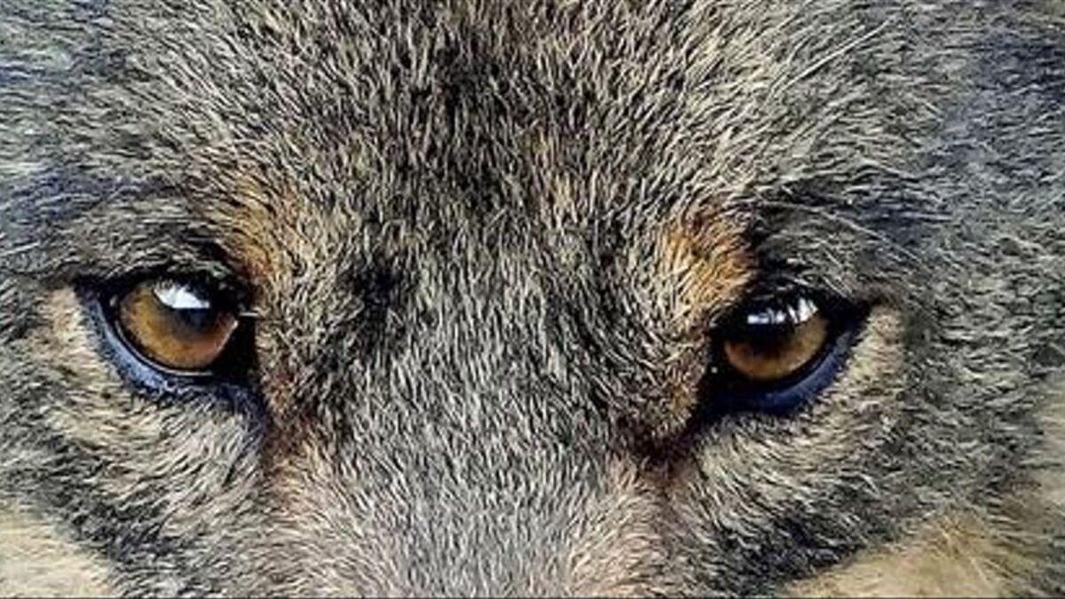 Los ojos de un lobo ibérico en una imagen de archivo.