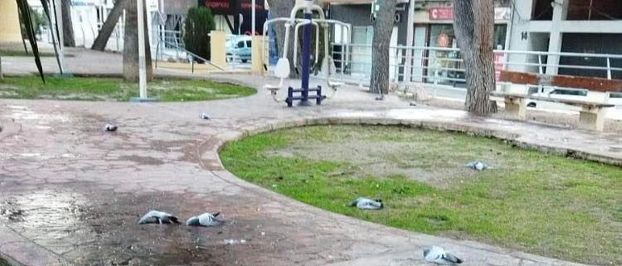 Algunas de las palomas muertas aparecidas en el parque Adolfo Suárez de Elda.