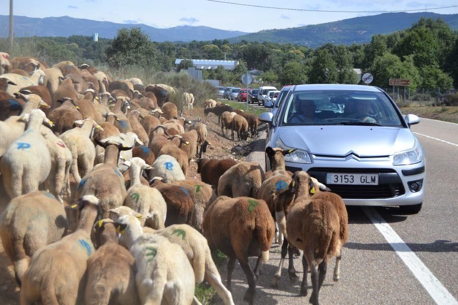 Las ovejas "toman" Puebla de Sanabria