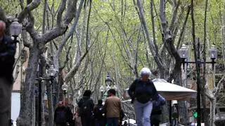 El viento dispersa polen de plátano por Barcelona: alergias y suciedad en las calles