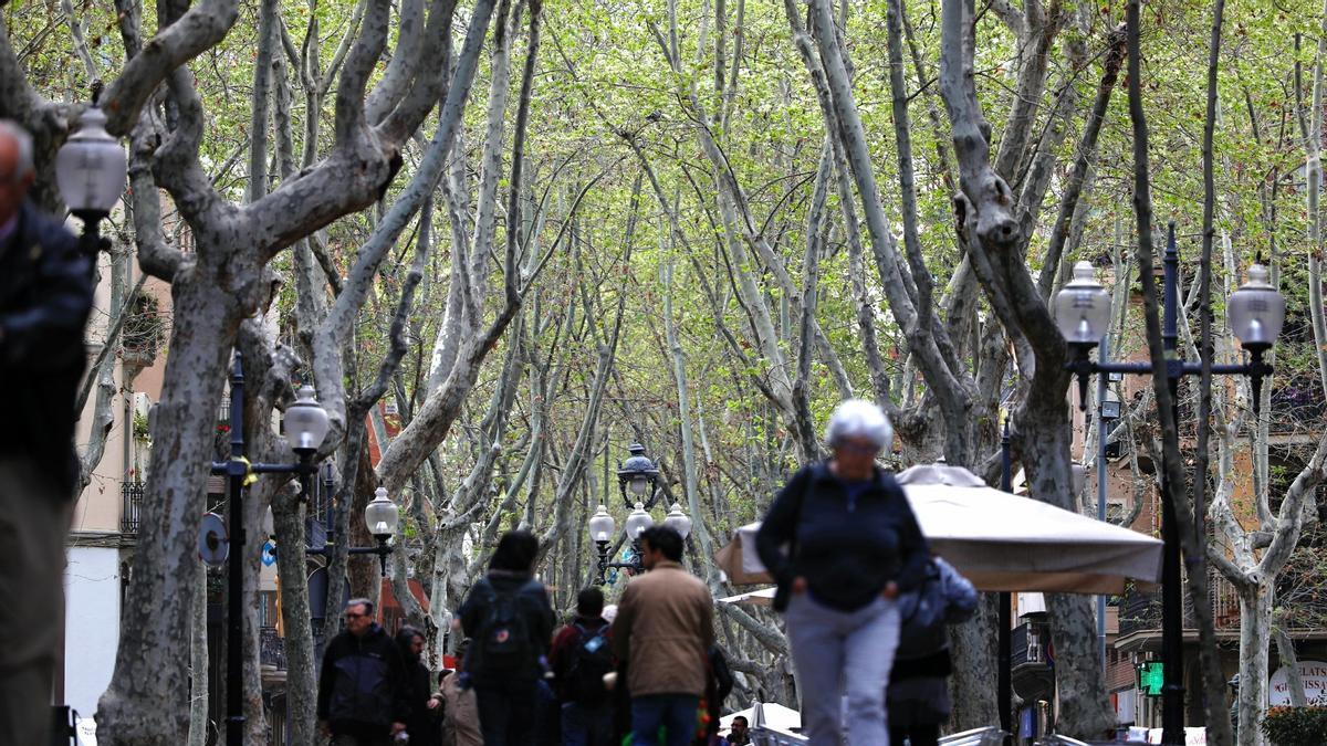Plataneros en la Rambla del Poblenou de Barcelona Plataneros en la Rambla del Poblenou de Barcelona