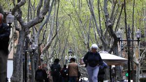 Plataneros en la Rambla del Poblenou de Barcelona