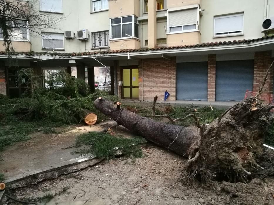 La pluja tomba un gran arbre al barri de la Font