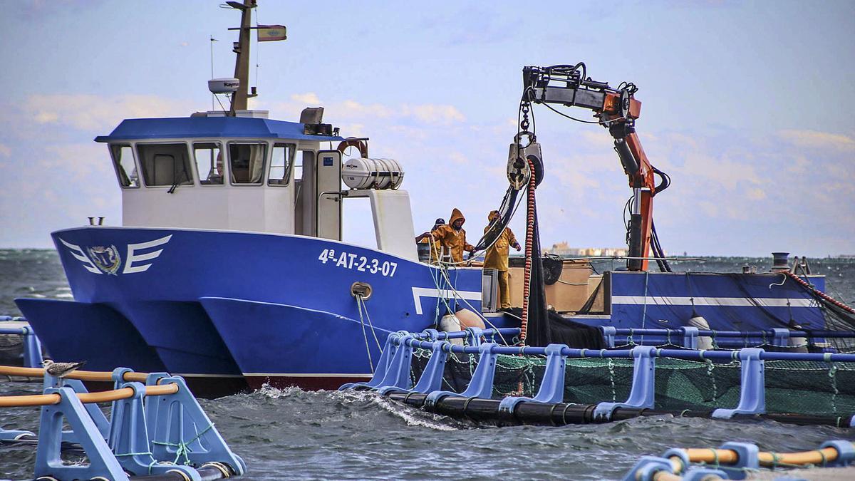 Empleados de Culmar se desplazan cada día a las granjas marinas de la bahía de Guardamar para gestionar una producción que ronda las 2.000 toneladas anuales.  | TONY SEVILLA