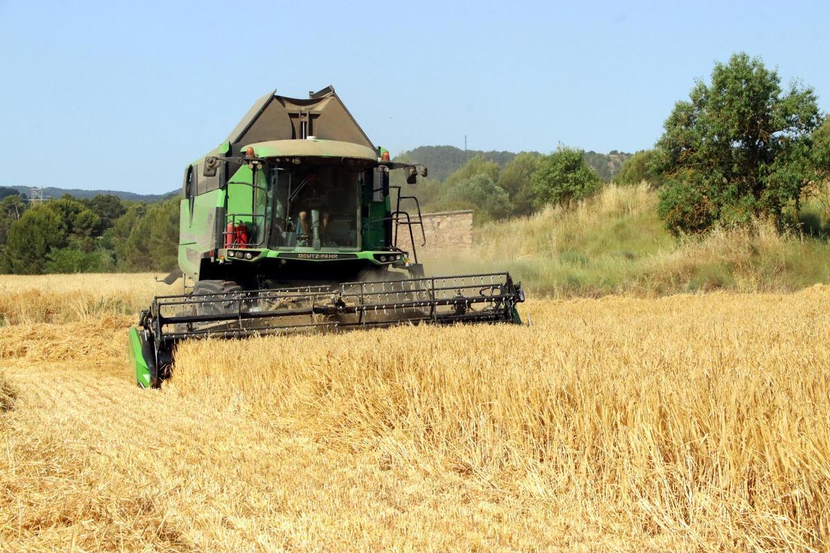 Una màquina recol·lectora treballant en un camp a l'Anoia