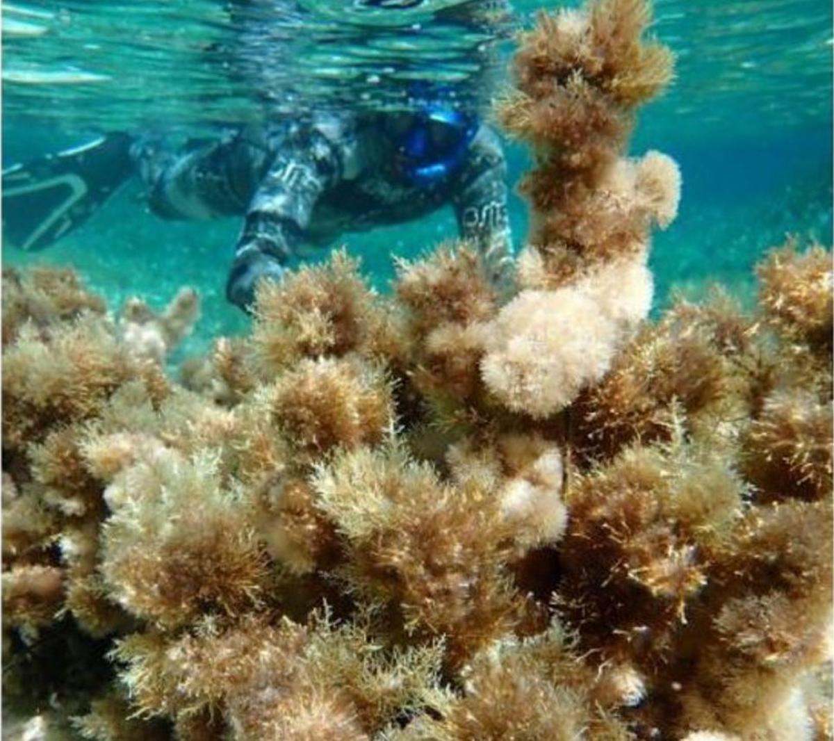 Eliminar erizos de mar para proteger las algas | PINTEREST