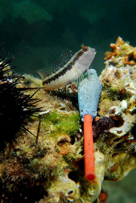 Miles de buceadores limpian de plomo el fondo marino de la Región de Murcia